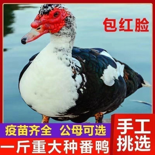 一斤正宗番鸭红脸鸳鸯活苗活鸭子腾鸭子西洋鸭旱鸭黑番鸭大种鸭子