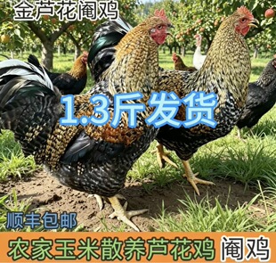 正宗金芦花阉鸡活苗1斤半脱温黑芦花母鸡纯种一斤线鸡太监奄公鸡