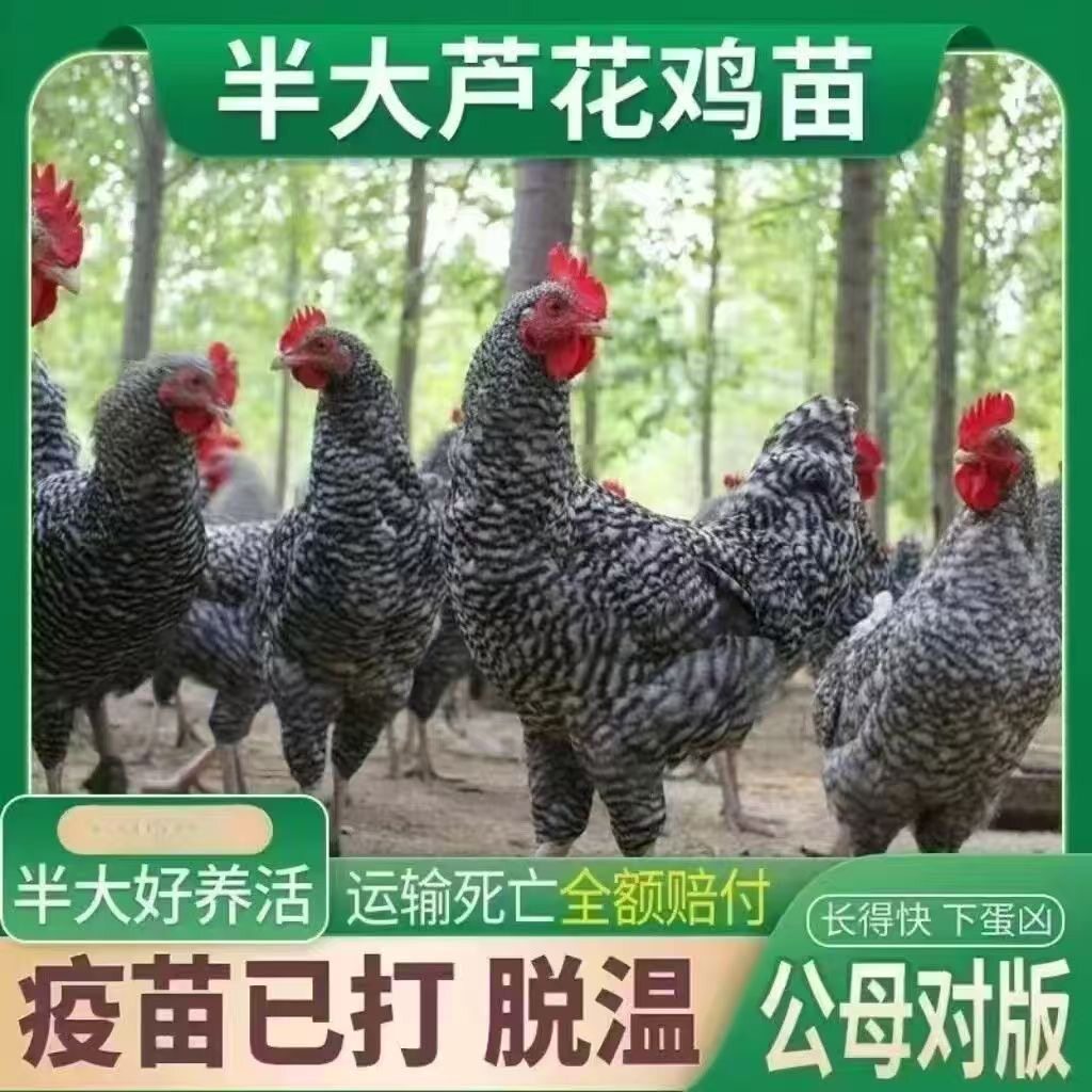 半斤正宗黑芦花鸡绿壳蛋鸡汶上芦花鸡黑芦花鸡苗下蛋鸡母鸡脱温鸡