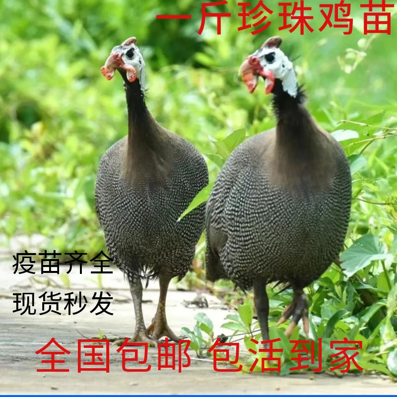 散养半大珍珠鸡活苗珍珠苗鸡脱温小鸡活体观赏鸡青年鸡下蛋鸡活的