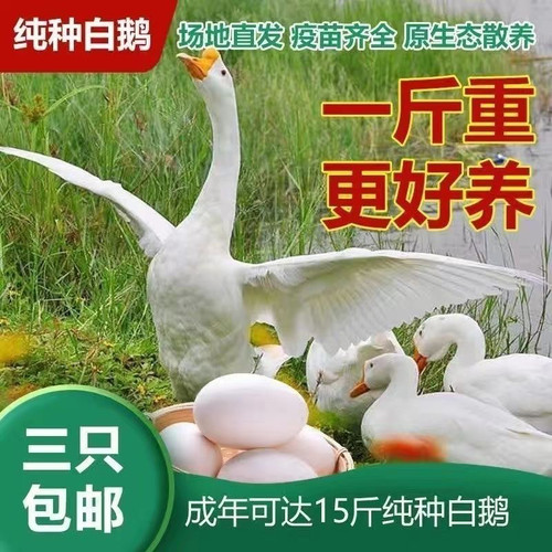 一斤大白鹅活苗产蛋鹅仔1斤灰鹅雁鹅产蛋王四季鹅三花鹅狮头鹅苗