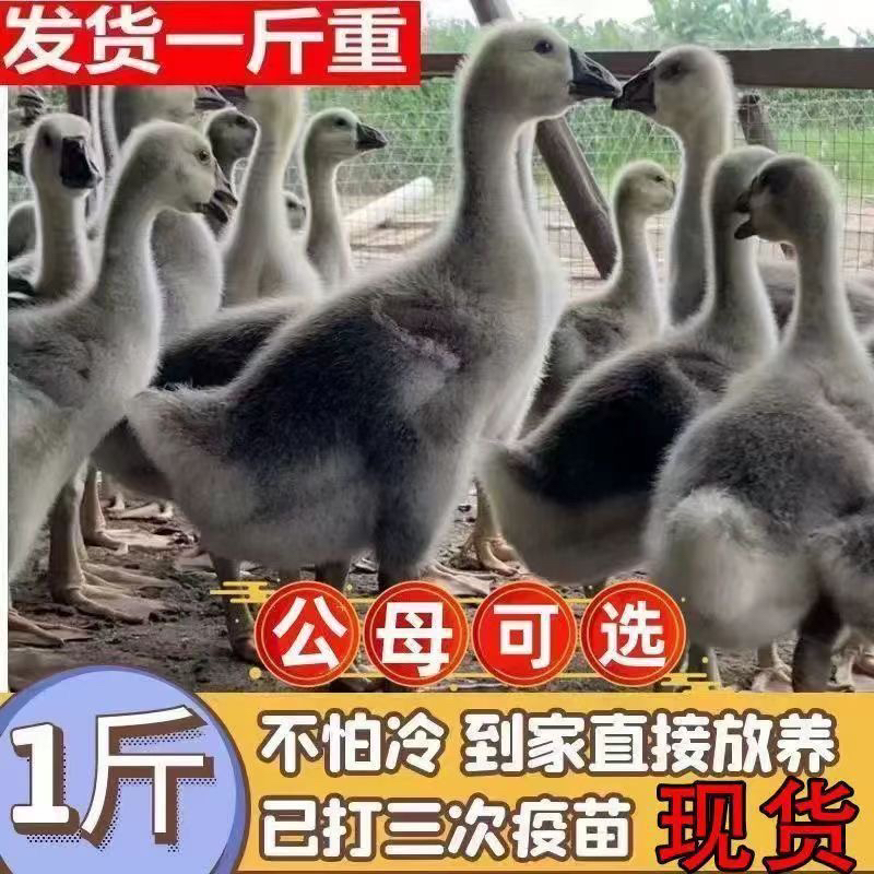 1斤重灰鹅活苗两斤雁鹅苗活体狮头鹅宠物脱温鹅小鹅苗特大1.5斤鹅
