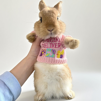 兔子衣服小号毛衣秋冬款保暖侏儒兔垂耳兔豚鼠荷兰猪可爱刺绣服饰