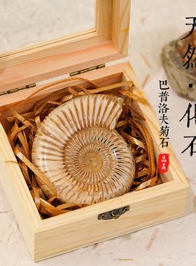 天然化石标本菊石三叶虫摆件