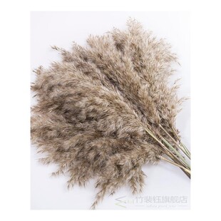 10 Pcs Pampas Grass Real Dried Plants Decor Wedding Flower