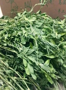 Alfalfa hay immature rabbit food guinea pigs totoro duchemin