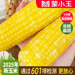 粘苞米 非即食真空包装 蒙小玉2025年新黄糯玉米 601项农残检测