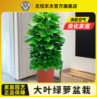 大叶绿萝柱盆栽客厅大型绿植办公室内除甲醛净化空气新房好养绿箩