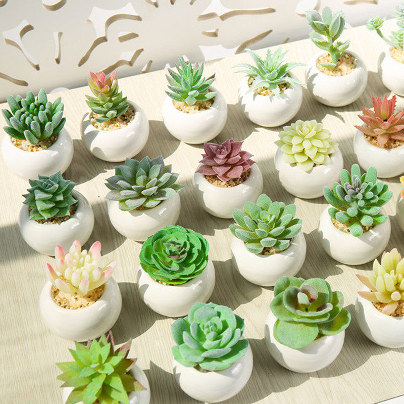 mini bonsai small plants vivid succulents with pot
