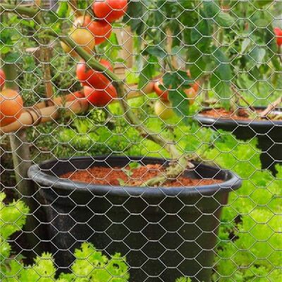 Protective Galvanized Hexagonal Outdoor Garden Plants Yard