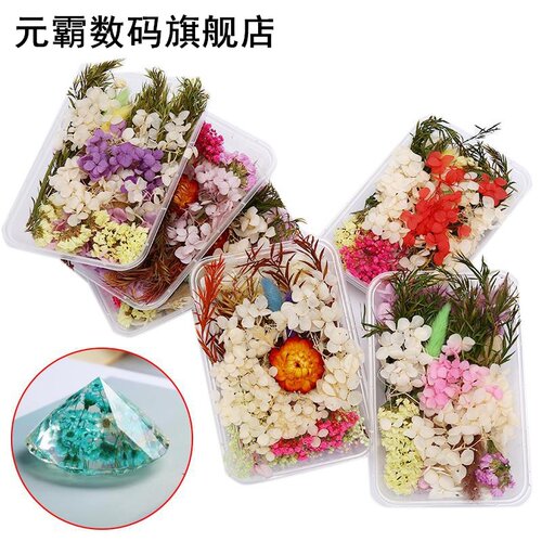1 box Pressed Flowers Small Dried Flowers Scrapbooking Dry D