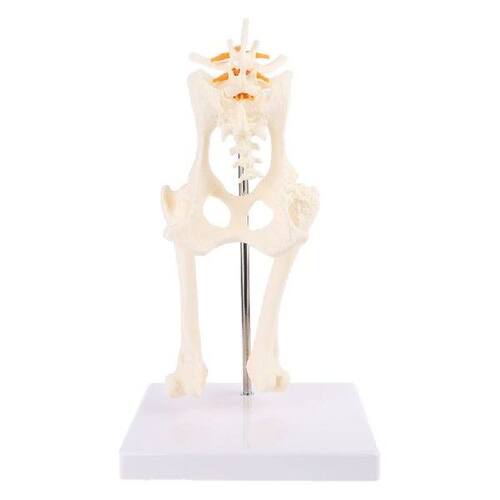 Dog Canine Lumbar Hip Joint with Femur Model Teaching