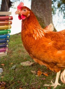 B2QB 2 Pcs Chicken Toys Suspensible Xylophone with 8 Metal