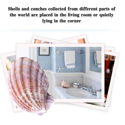 12-17cm Brown Natural Lion's Claw Conch Snail S Aquarium