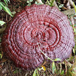 3-50侗乡半野红生5WBB特大灵芝观赏灵芝摆件盆栽景赤灵芝盆整枝灵