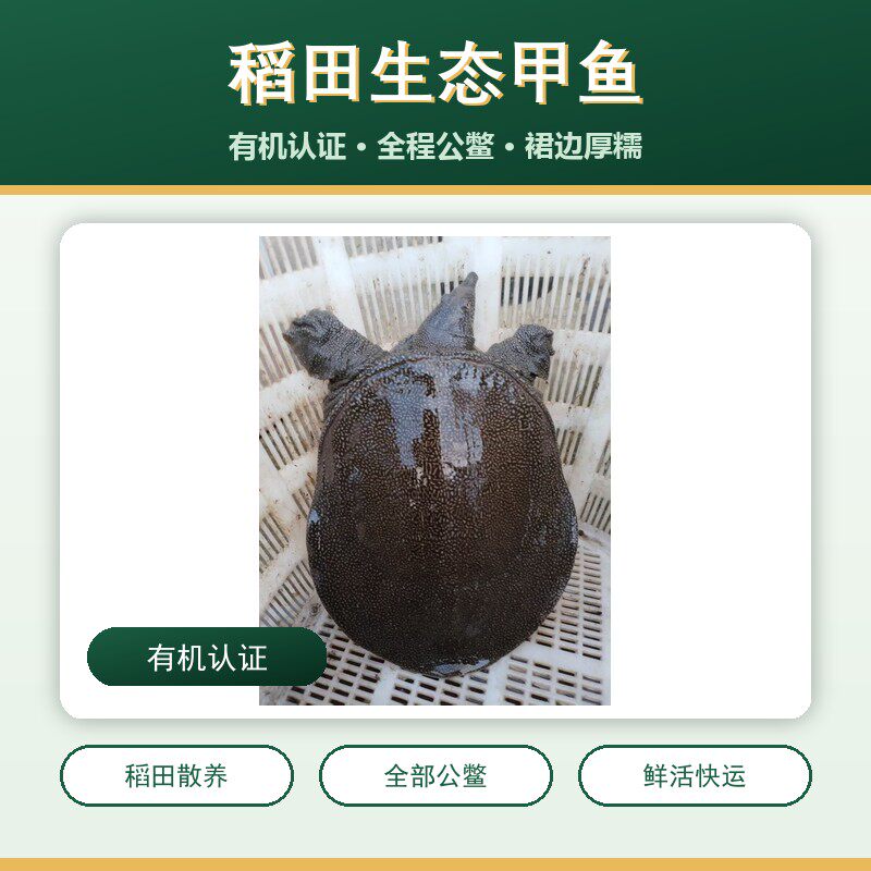 【有机认证】鲜活五年生甲鱼生态养殖正宗有机甲鱼现捕甲鱼