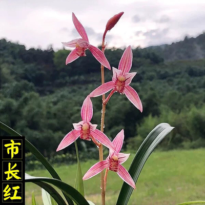 市长红浓香型