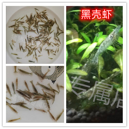 喂乌龟吃的小活鱼苗银龙鱼饲料淡水养殖小型活饵龟粮鳄龟食用小鱼
