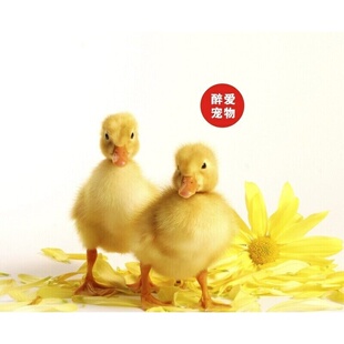 网红宠物小黄鸭苗宠物小鸭子活物小鸭子宠物活的可达鸭宠物柯尔鸭
