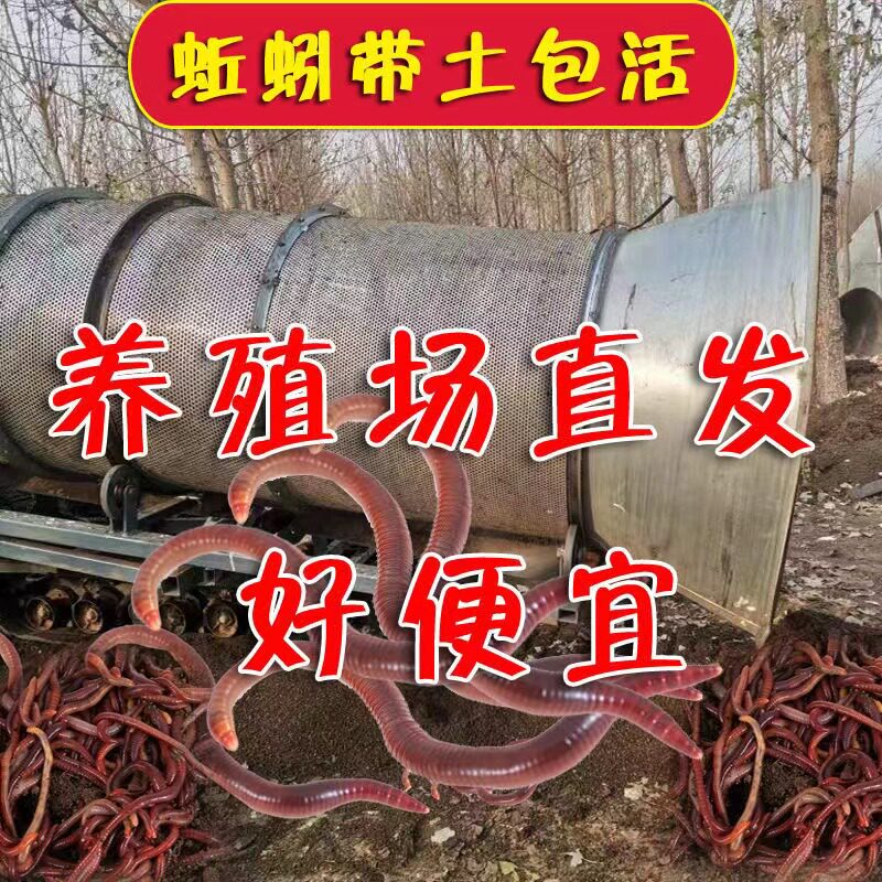 蚯蚓活饵鲜活小号大号特大野钓钓鱼1斤大红散装盒装红虫鱼饵饵料图片