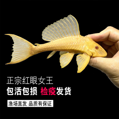 清道夫鱼女王大帆鱼缸清洁工活体黄金红眼女皇清理吃粪便的鱼