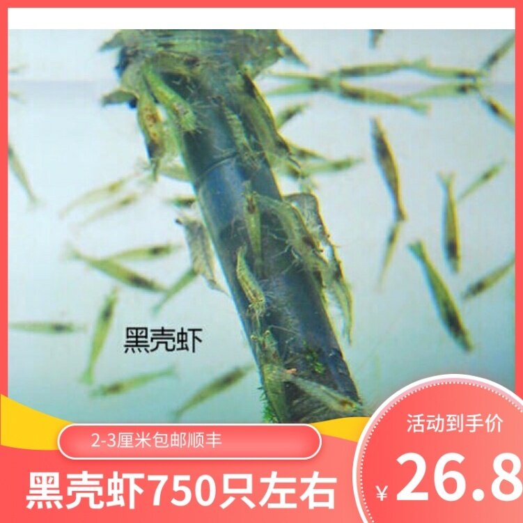 黑壳虾草缸除藻虾黑毛丝藻龟饲料虾喂鱼鱼缸观赏虾顺丰包邮河虾