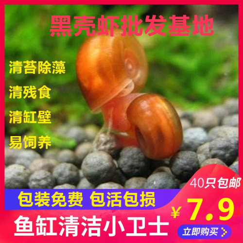 苹果螺观赏螺工具螺水族宠物活体草缸除藻龟粮食活体淡水繁殖包邮