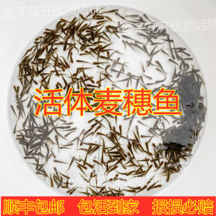 喂乌龟吃的小活鱼苗易养活鳄龟食物饲料鱼活的小型幼龟开口粮麦穗