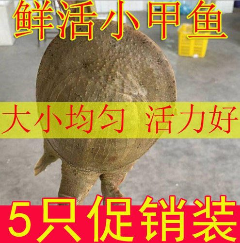 4两-9两 小甲鱼苗活体鲜活淡水养殖中华鳖苗小食用放养套养散养