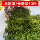 源头厂家批发鞭炮笋10斤盐渍马尾藻火锅专用长寿菜麻辣烫商用海草
