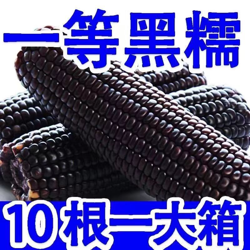 新10根大棒东北新黑糯玉米新鲜现摘真空装包甜糯黏黑玉米代餐包邮