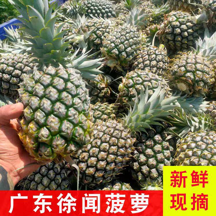 广东徐闻香水菠萝现摘新鲜大果应季水果凤梨手撕整箱包邮特价酸甜
