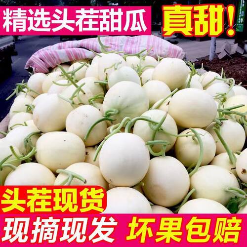 头茬阎良甜瓜陕西正宗小籽甜瓜小白瓜当季新鲜现摘香瓜梨瓜蜜瓜