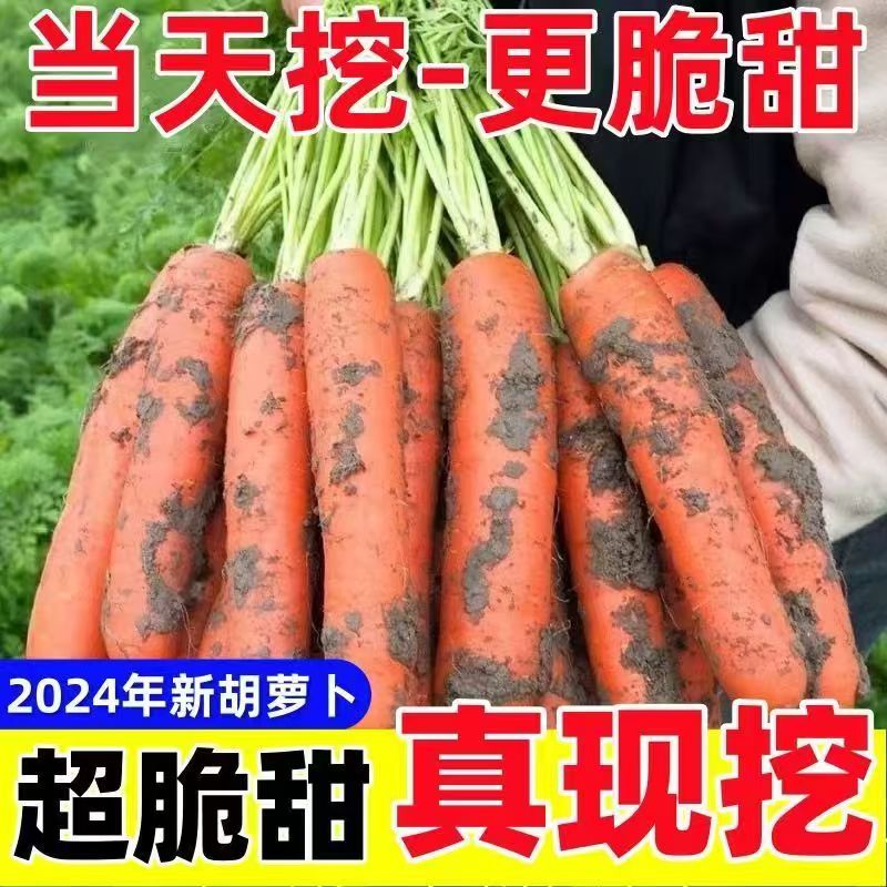 现挖现发新鲜胡萝卜新鲜蔬菜甜红心萝卜生吃水果脆甜萝卜包邮
