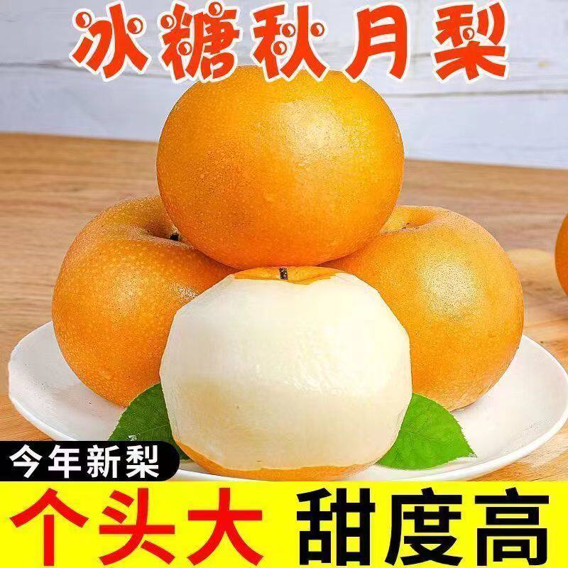 正宗山东秋月梨新鲜水果9斤当季现摘莱阳梨子大果冰糖梨中秋整箱