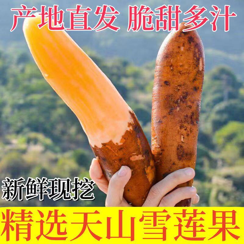 云南雪莲果新鲜水果当季现挖脆甜红心黄心雪连果孕妇水果包邮