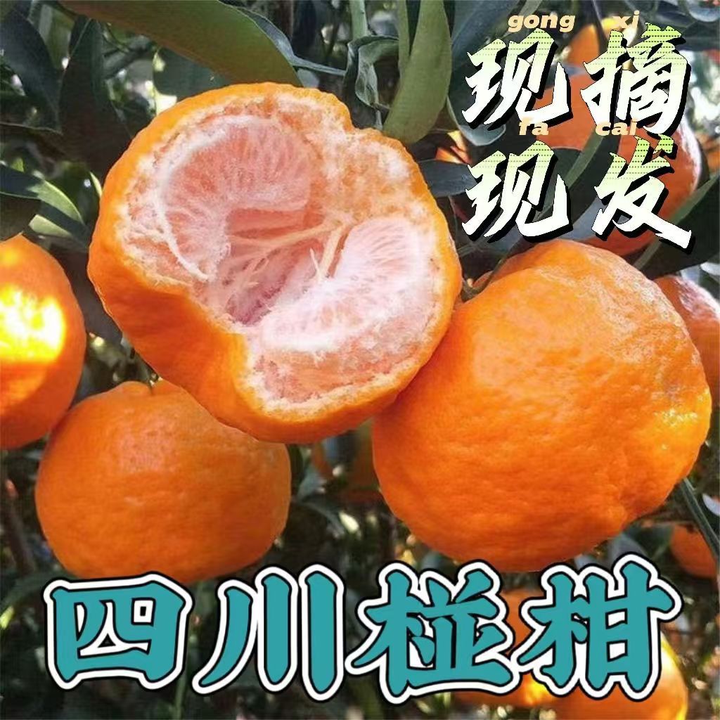 四川丑柑椪柑5斤新鲜水果当季橘子芦柑直发产地现摘整箱包邮
