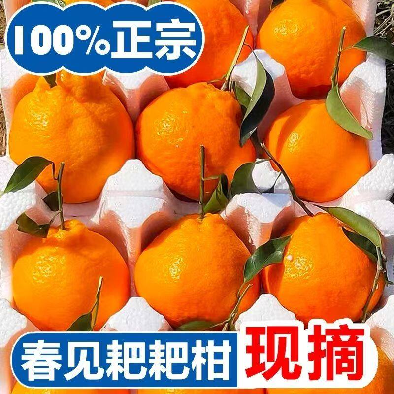 四川春见耙耙柑时令新鲜水果当季整箱正宗丑柑橘子10斤桔子粑粑柑