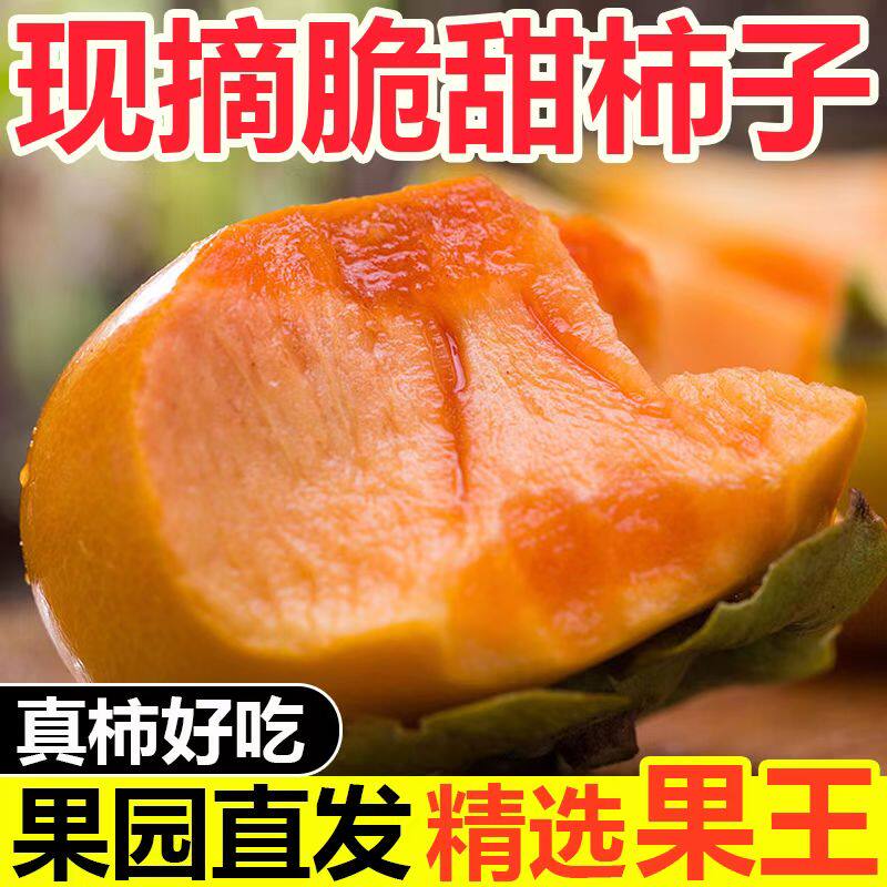 广西桂林恭城太秋甜柿早熟新品种孕妇小孩时令新鲜大秋脆柿子包邮
