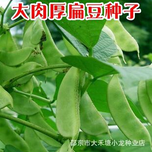 大肉厚扁豆猪耳朵扁豆种子种籽南方四季豆角梅豆角梅豆孑架豆菜豆