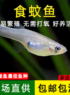 食蚊鱼观赏鱼原生冷水鱼大肚鱼吃蚊子幼虫饲养龙鱼特供小鱼喂乌龟