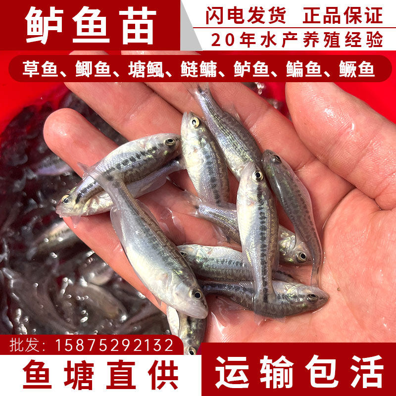 加州鲈鱼淡水闪电发货送10%防损