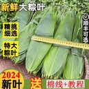 叶子端午干叶批发 包粽子 免邮 顺丰粽子叶新鲜精选粽叶大号商家用