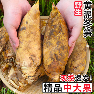 冬笋新鲜现挖现发农家时令蔬菜腌笃鲜春笋大鲜笋大竹笋
