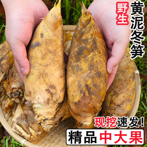 冬笋新鲜现挖现发农家时令蔬菜腌笃鲜春笋大鲜笋大竹笋