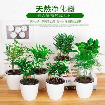 Green plant ornaments small potted plants real flowers