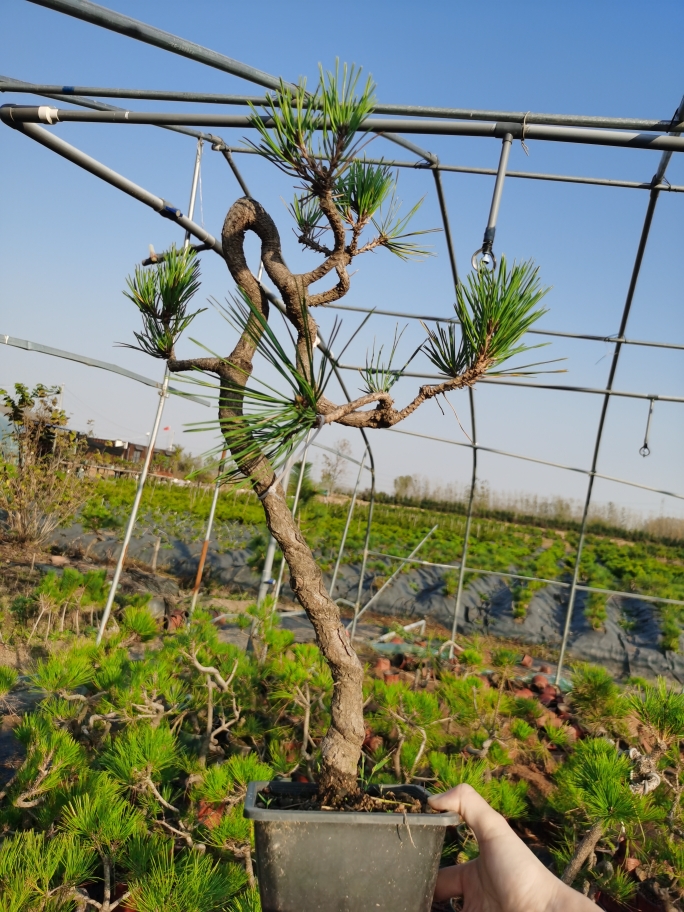 三河黑松高度40左右