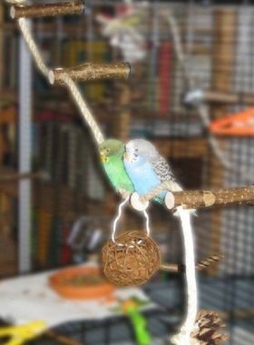 Peliharaan Burung Bayan Cockatiel Berdiri Bingkai Parkit