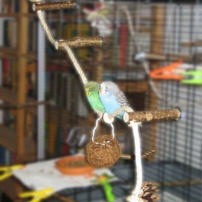 Peliharaan Burung Bayan Cockatiel Berdiri Bingkai Parkit