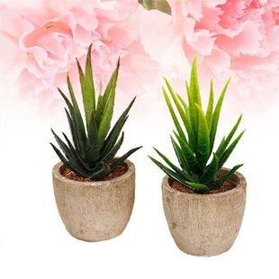 Landscape Succulent Simulated Simulation Potted Pot
